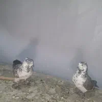 کفتر پرشی ۱۰ ساعتی