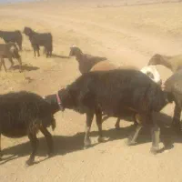 بره نر و ماده و قوچ|حیوانات مزرعه|سنقر, |دیوار