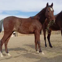 2عدداسب زیبااصیل کامل چک معتبر به بالاترین پیشنهاد|اسب و تجهیزات اسبسواری|اصفهان, باغ دریاچه|دیوار