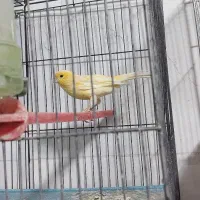 قناری  جوجه مرغ مینا|پرنده|شیراز, پودنک|دیوار