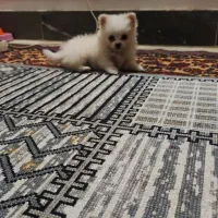 پامر خرسی بازیگوش|سگ|تهران, حر|دیوار