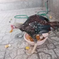 جوجه لاری