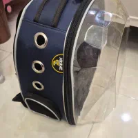 گربه نر شناسنامه دار نژاد اسکاتیش|گربه|اردبیل, |دیوار