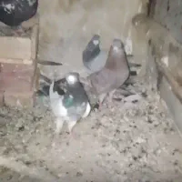 کبوتر|پرنده|نقده, |دیوار