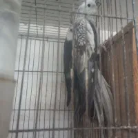 فروش عروس هلندی رنگ ها ی مختلف|پرنده|شلمان, |دیوار