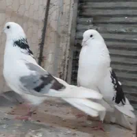 کبوتر ر
