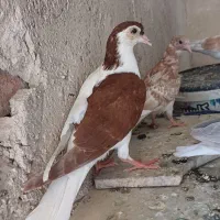 جوجه رنگه وبزرگه معاوضه با کوتوله قناری برای تنوع