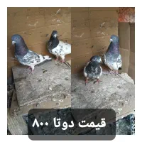 کفتر فروشی|پرنده|بم, |دیوار