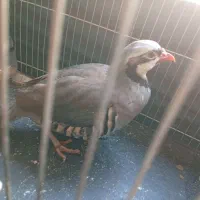 بلدرچین|حیوانات مزرعه|وحیدیه, |دیوار