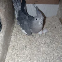 عروس هلندی مولد