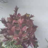 گل و گیاه طبیعی|گل و گیاه طبیعی|سلمانشهر, |دیوار