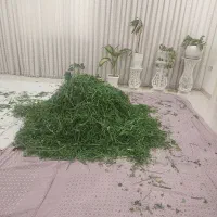 سبزی سرخ شده قرمه سبزی|خوردنی و آشامیدنی|قم, هنرستان|دیوار