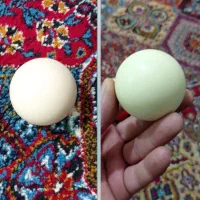 ۲ عدد کیوبال اسنوکر و ۳ عدد توپ قرمز اسنوکر