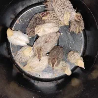 بلدرچین معمولی و مینیاتوری سه عدد کالفرنیا موجود