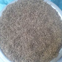 زیره سبز یاکراویه ۶کیلو دیمه بدون کود سم