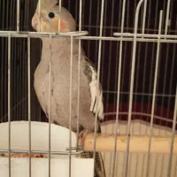 عروس پاریس هلندی|پرنده|اهواز, منبع اب|دیوار