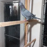 کبوتر پرشی|پرنده|بندر ترکمن, |دیوار