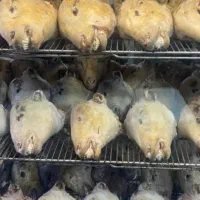 کله پاچه پاک کرده دست کامل