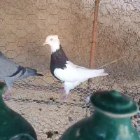 طوقی ماده|پرنده|سیروان, |دیوار