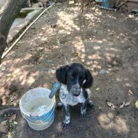 یک قلاده توله نر ستر شکاری|سگ|املش, |دیوار