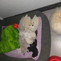 واگزاری سگ پامر روباهی وخرسی