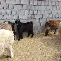 کهره نر پروار