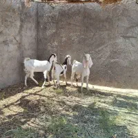 فروش ۵عدد بزغاله ماده