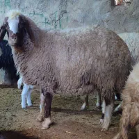 یک راس شک آبستن قیمت 18میلیون|حیوانات مزرعه|گوآور, |دیوار