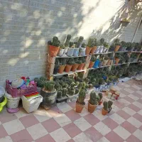 کاکتوس اچینو ،اپونتیا افوربیا،ضخره،دم ماری،ذرتی و