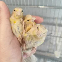 جوجه قناری