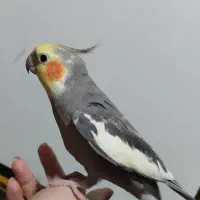 شهر پرندگان کاسکو گیرین سنگال راهب خورشیدی لوری|پرنده|تهران, جیحون|دیوار