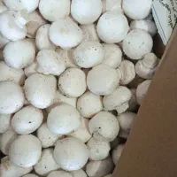 قارچ دکمه ای