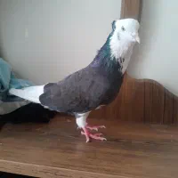 ی کفتر نر کاکلی شمرونی|پرنده|قرچک, شهرک طلائیه|دیوار