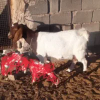 بز‌زاییده‌با‌دوبزغاله