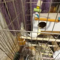 یک جفت عروس هلندی