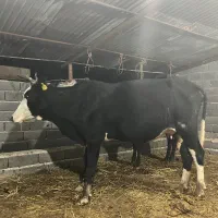 یک راس ماده گاو دورگ جنگلی|حیوانات مزرعه|علی‌آباد کتول, |دیوار