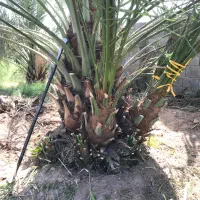 فروش پاجوش نخل پیارم و قصب دیری