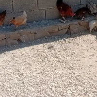 باریک وخروسک محلی سالم اصل