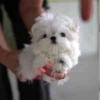 توله پاپپلون|سگ|کرمانشاه, |دیوار