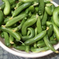 خیار قلمی و خیارشوری