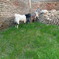 3عددبزغاله چاق خمیر2تانر1ماده باشماره زیرتماس بگیر|حیوانات مزرعه|سیجوال, |دیوار