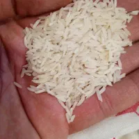 برنج استخوانی فریدونکنار