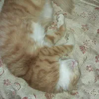 گربه خانه‌گی