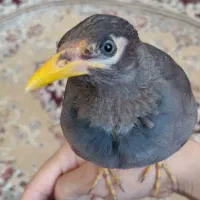 مرغ مینا