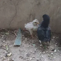 یک جفت جوجه