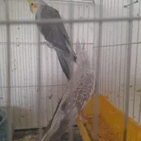 جفت عروس  هلندی روی تخم