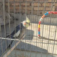 عروس هلندی معاوضه با نوکیا سوخته