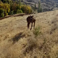 اسب|اسب و تجهیزات اسب‌سواری|خلخال, |دیوار