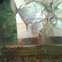 ۲تا ماهی دالر بزرگ|ماهی|بروجرد, |دیوار