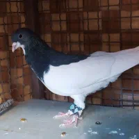 بهبونی و شهری جفت